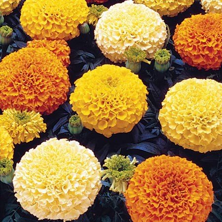 Marigold - Crackerjack - mosswell.us