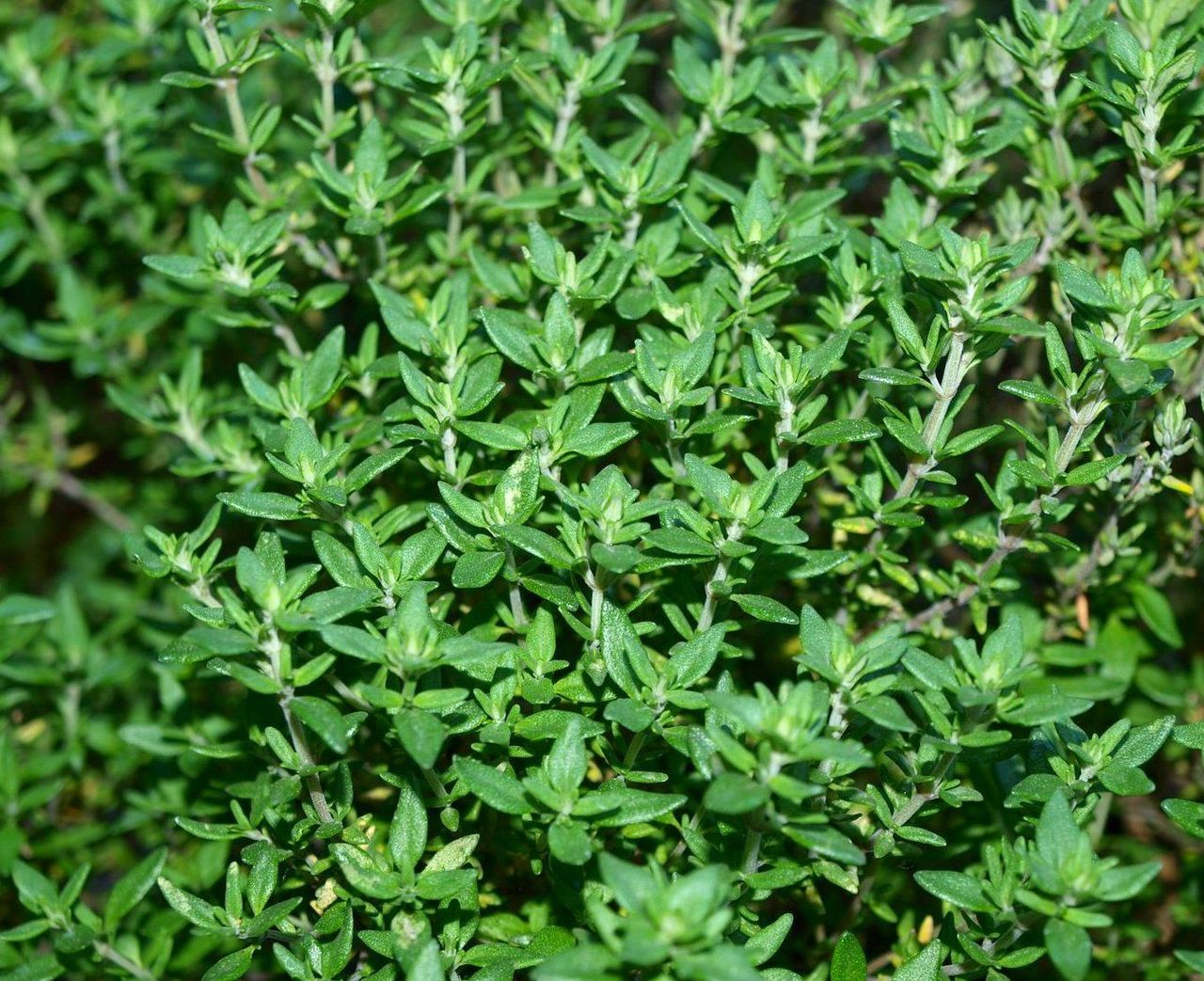 Thyme - mosswell.us