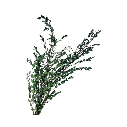 Preserved Parvifolia Eucalyptus - Dark Green