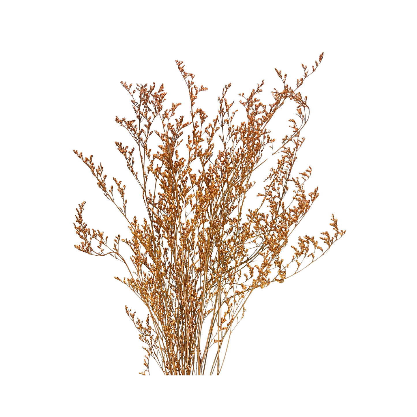 Preserved Limonium Caspia Flowers - Terracotta Orange