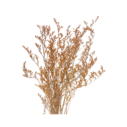 Preserved Limonium Caspia Flowers - Terracotta Orange