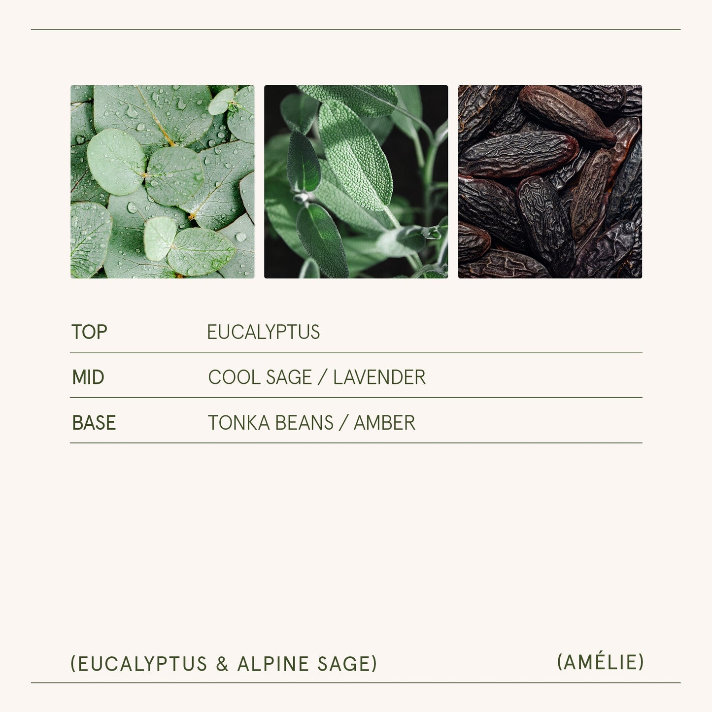 Amélie – Eucalyptus & Alpine Sage Candle - mosswell.us