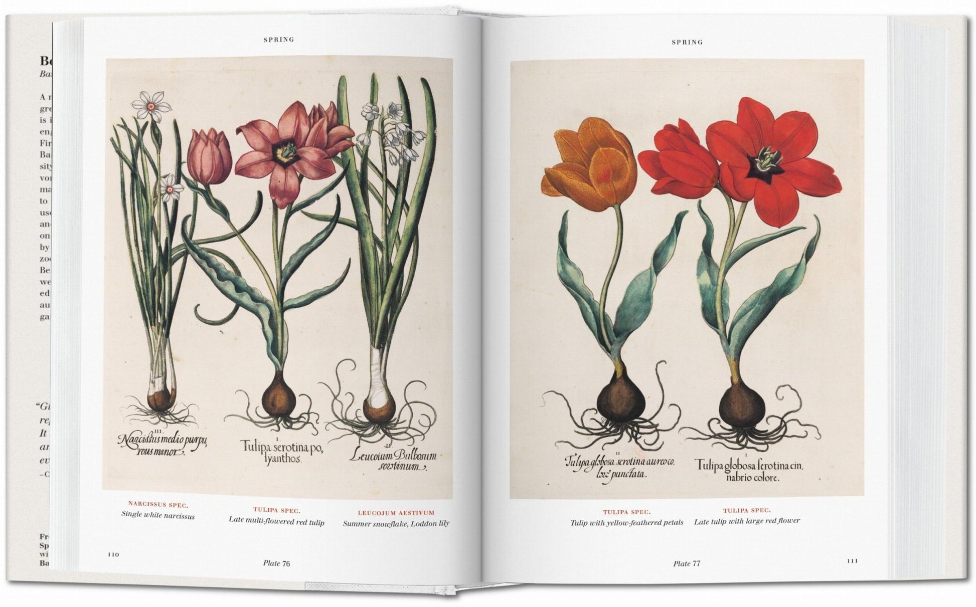 Basilius Besler. Florilegium. The Book of Plants (English) - mosswell.us
