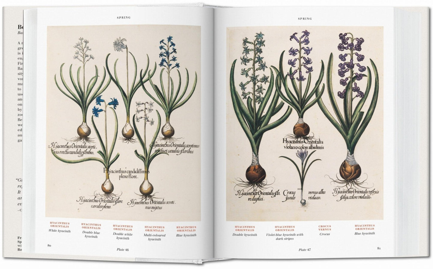 Basilius Besler. Florilegium. The Book of Plants (English) - mosswell.us