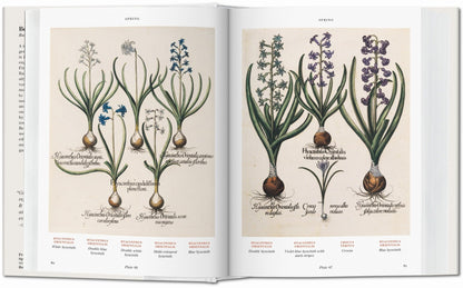 Basilius Besler. Florilegium. The Book of Plants (English) - mosswell.us