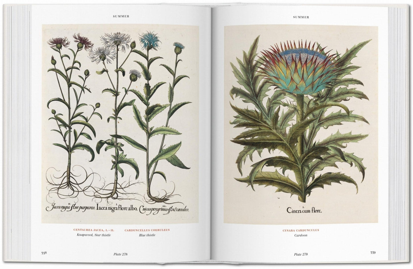 Basilius Besler. Florilegium. The Book of Plants (English) - mosswell.us