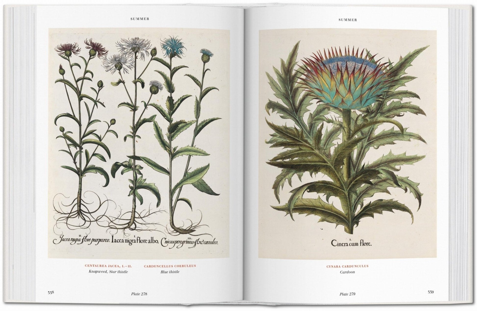 Basilius Besler. Florilegium. The Book of Plants (English) - mosswell.us