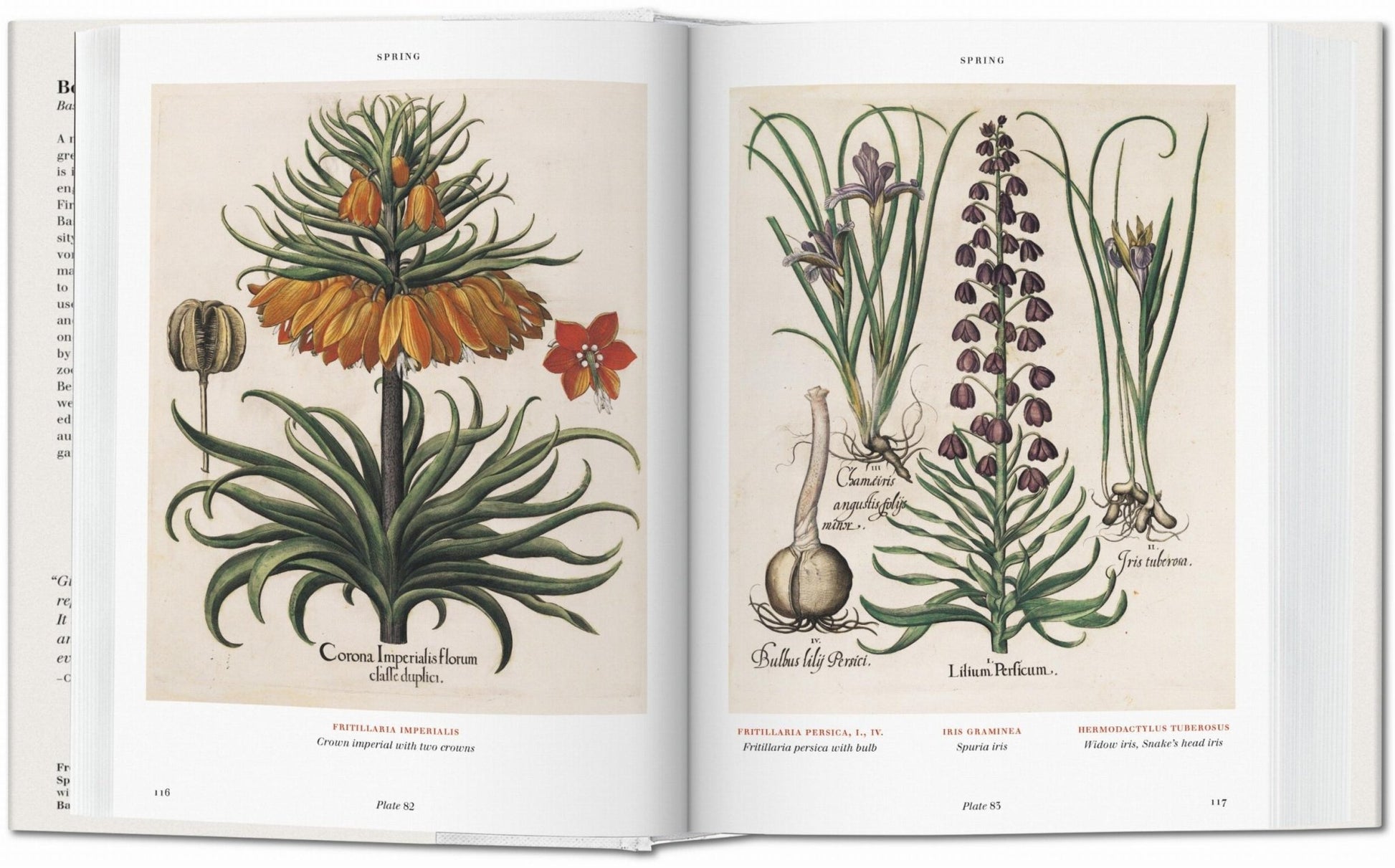 Basilius Besler. Florilegium. The Book of Plants (English) - mosswell.us