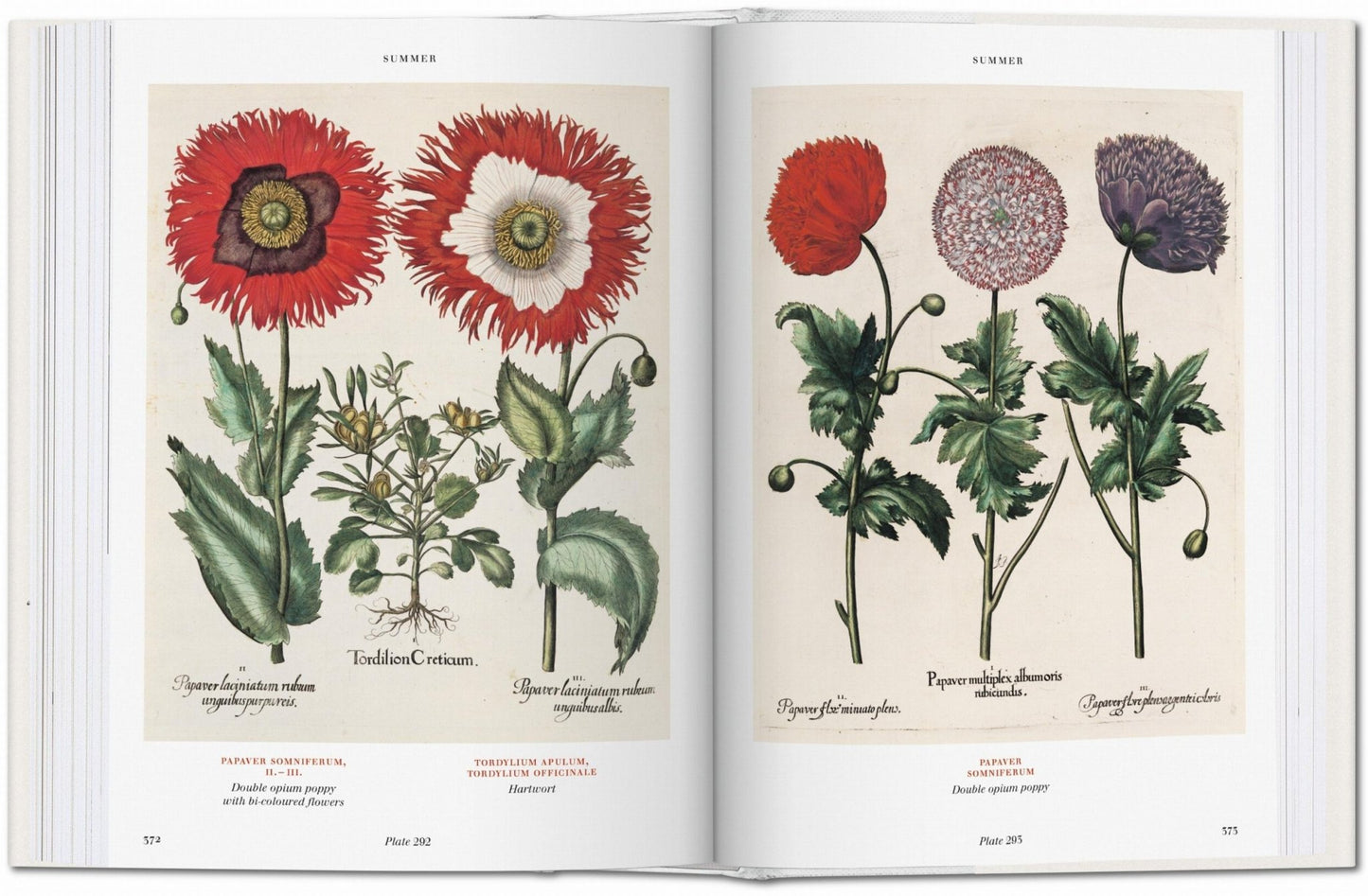 Basilius Besler. Florilegium. The Book of Plants (English) - mosswell.us