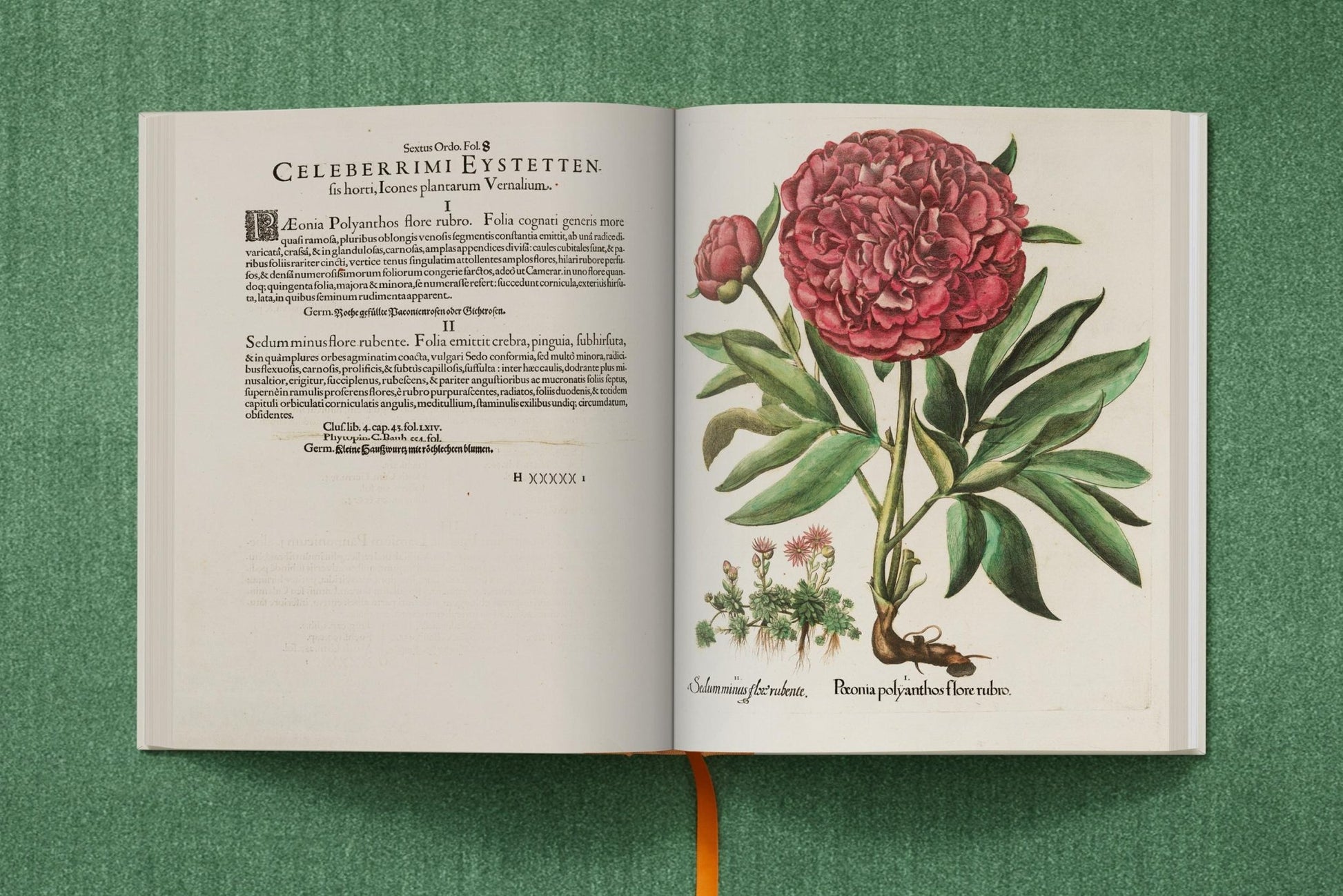 Basilius Besler. The Garden at Eichstätt (German, French, English) (FFE) - mosswell.us