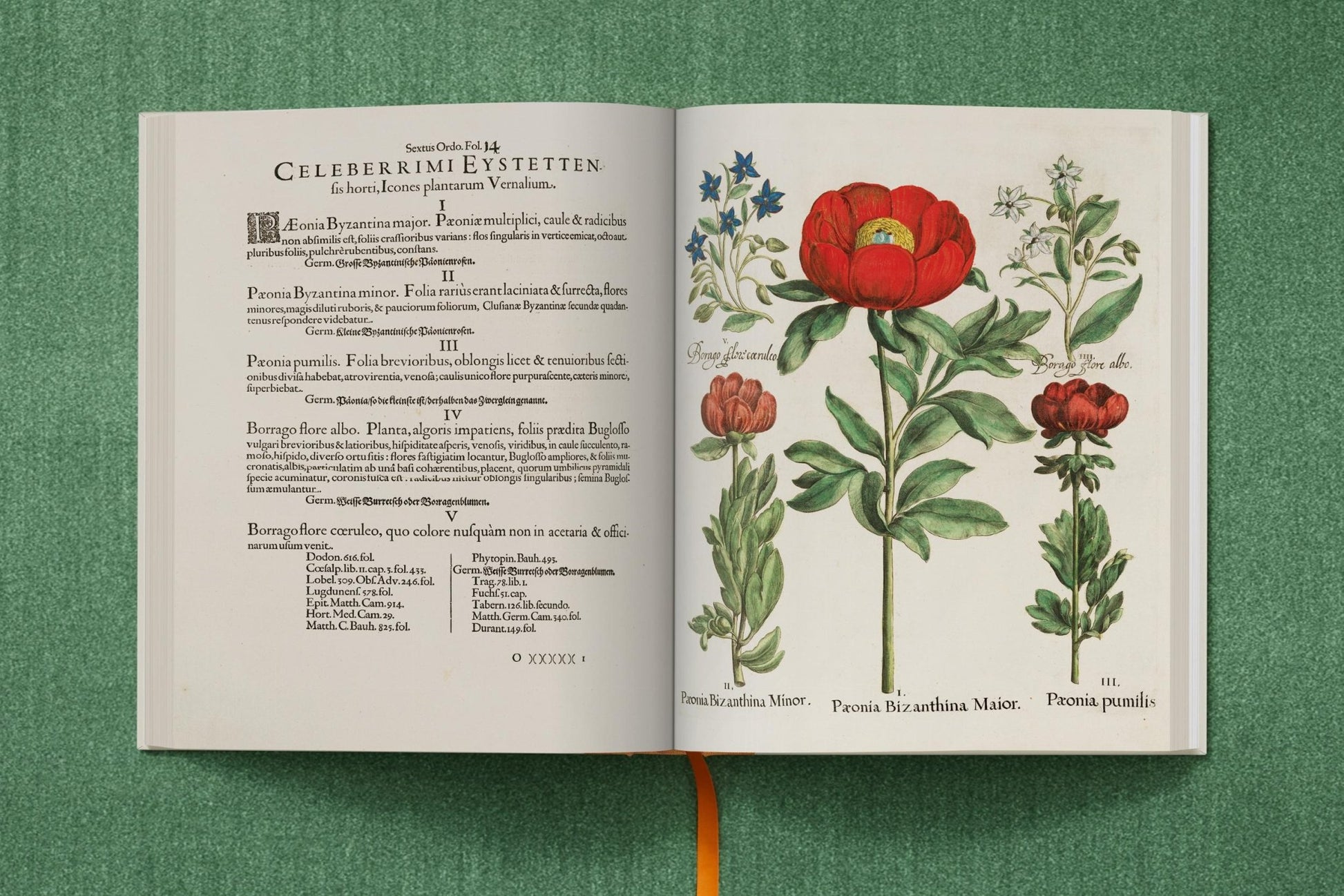 Basilius Besler. The Garden at Eichstätt (German, French, English) (FFE) - mosswell.us