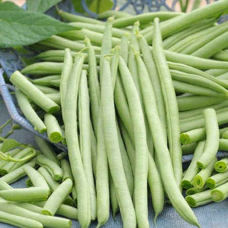 Beans - Cobra (Pole) - mosswell.us