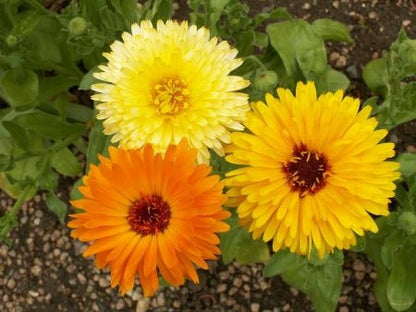 Calendula - Pacific Beauty - mosswell.us