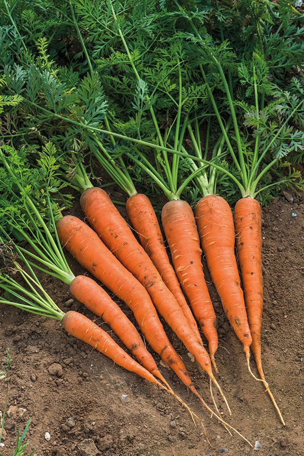 Carrots - Danver - mosswell.us