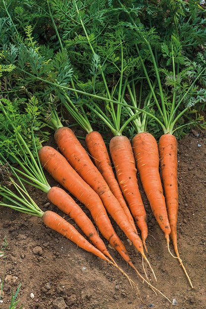 Carrots - Danver - mosswell.us