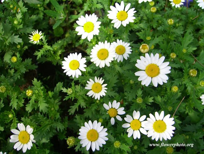Chamomile - German - mosswell.us