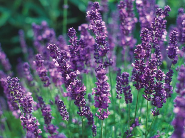 Lavender - English - mosswell.us
