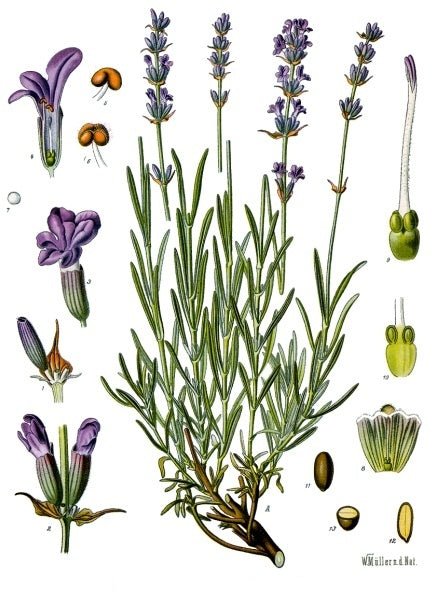 Lavender - English - mosswell.us