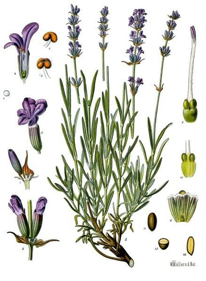 Lavender - English - mosswell.us