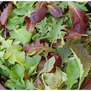 Lettuce - Mild Mesclun Mix - mosswell.us