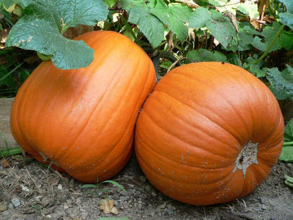 Pumpkin - Jack 'O Lantern - mosswell.us