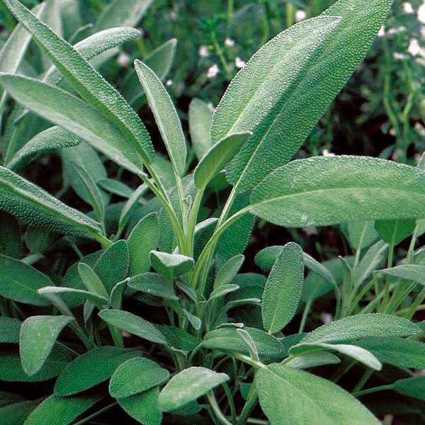 Sage - Broadleaf - mosswell.us