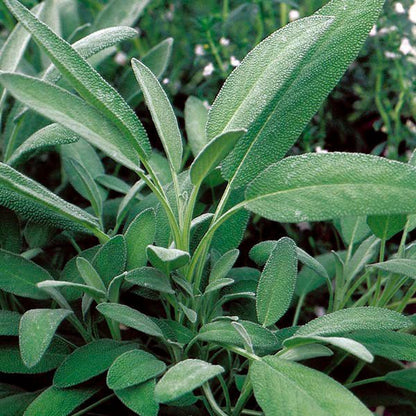 Sage - Broadleaf - mosswell.us