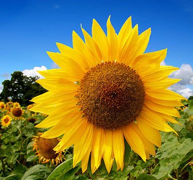 Sunflower - Mammoth Russian - mosswell.us