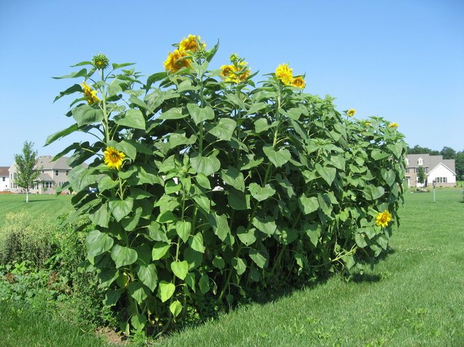 Sunflower - Mammoth Russian - mosswell.us