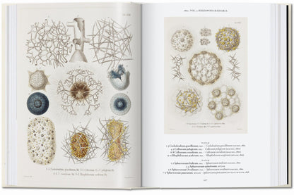 The Art and Science of Ernst Haeckel. 45th Ed. (English) - mosswell.us
