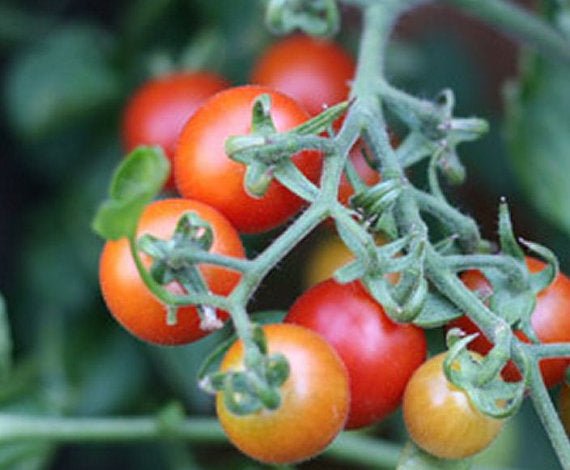 Tomato - Peacevine - mosswell.us